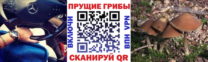 Псилоцибиновые грибы мицелий  сколько стоит  Шарыпово 